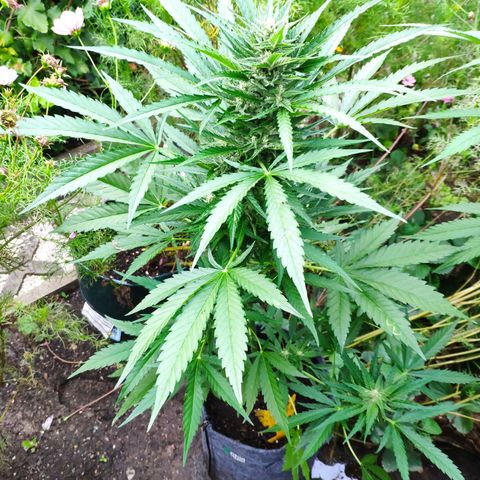 Purple Haze Auto  growlog timeline photo