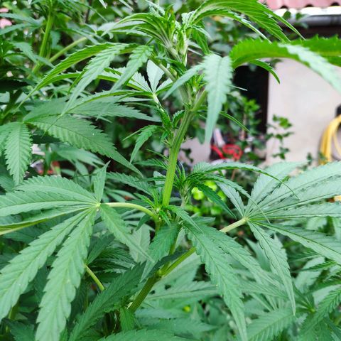 Purple Cookie Kush Sensi Seeds  growlog timeline photo