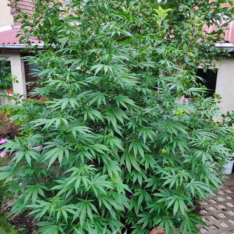 Purple Cookie Kush Sensi Seeds  growlog timeline photo