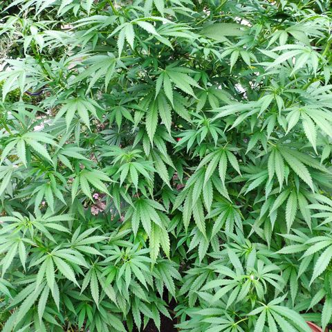Purple Cookie Kush Sensi Seeds  growlog timeline photo