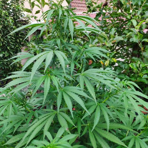 Purple Cookie Kush Sensi Seeds  growlog timeline photo