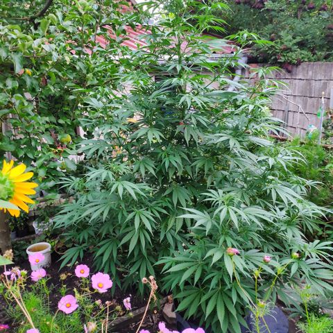 Purple Cookie Kush Sensi Seeds  growlog timeline photo