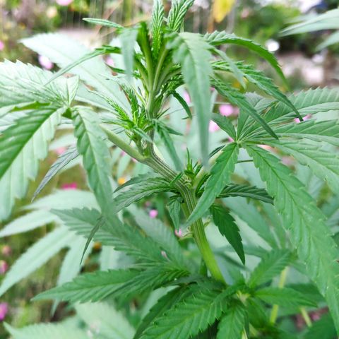 Purple Cookie Kush Sensi Seeds  growlog timeline photo