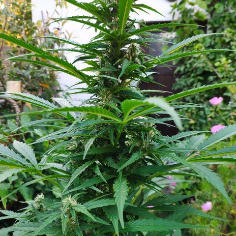 Pineapple Express 2 growlog timeline photo