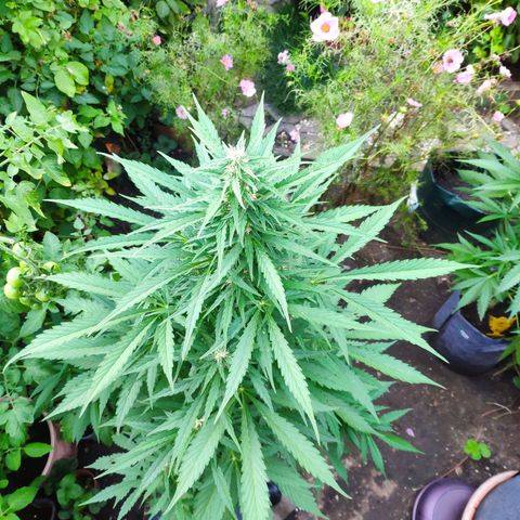 Pineapple Express 2 growlog timeline photo