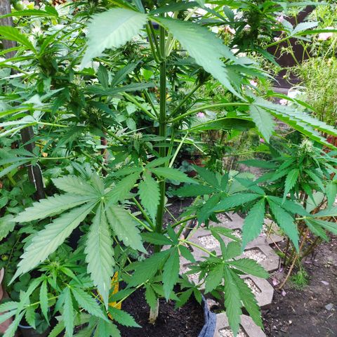 Pineapple Express 2 growlog timeline photo
