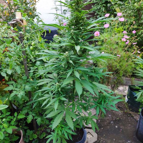 Pineapple Express 2 growlog timeline photo