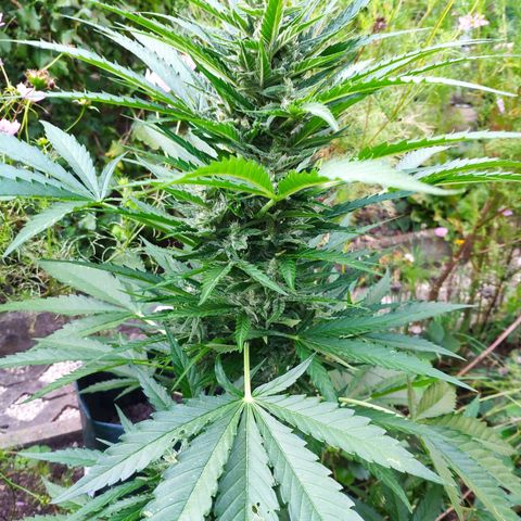 Purple Haze Auto  growlog timeline photo