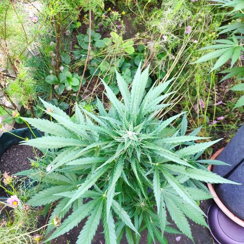 Purple Haze Auto  growlog timeline photo