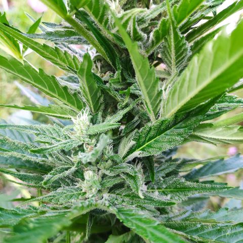 Purple Haze Auto  growlog timeline photo