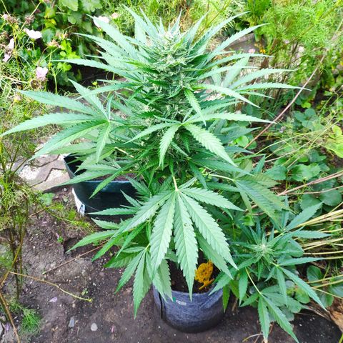 Purple Haze Auto  growlog timeline photo