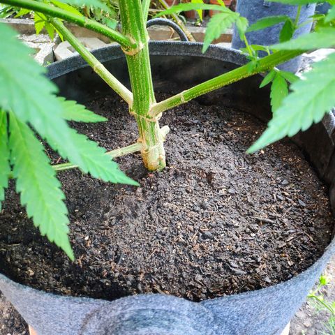 Purple Cookie Kush Sensi Seeds  growlog timeline photo