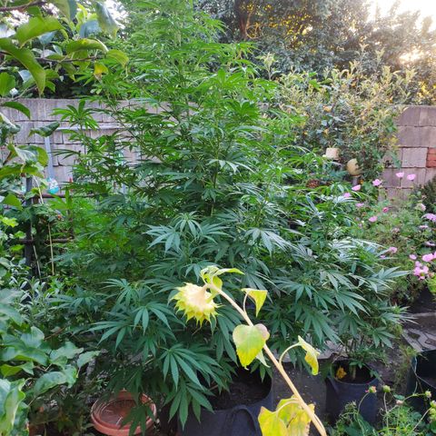 Purple Cookie Kush Sensi Seeds  growlog timeline photo