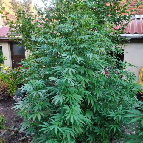 Purple Cookie Kush Sensi Seeds  growlog timeline photo