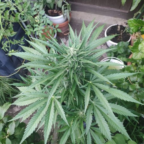 Purple Haze Auto  growlog timeline photo