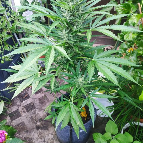 Purple Haze Auto  growlog timeline photo