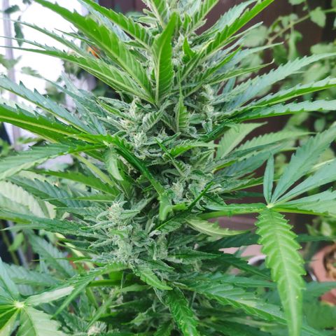 Purple Haze Auto  growlog timeline photo