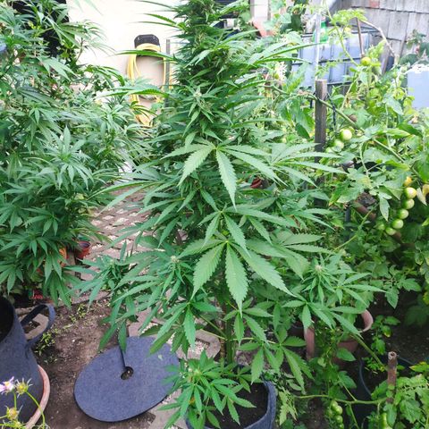Pineapple Express 2 growlog timeline photo