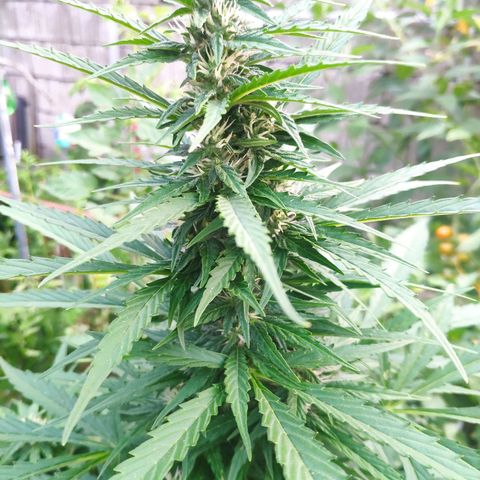 Pineapple Express 2 growlog timeline photo