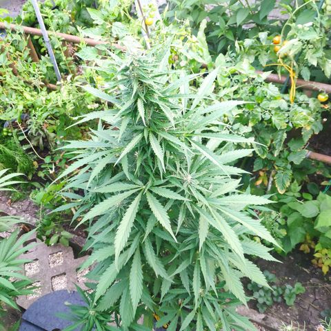 Pineapple Express 2 growlog timeline photo