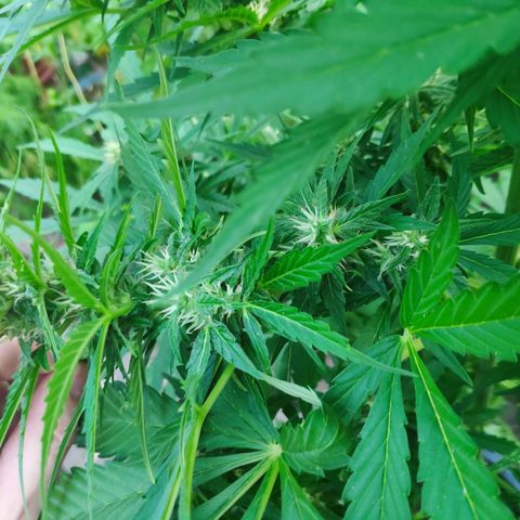 Pineapple Express 2 growlog timeline photo