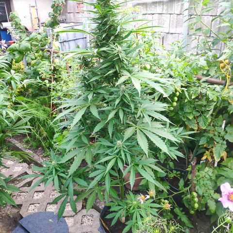Pineapple Express 2 growlog timeline photo