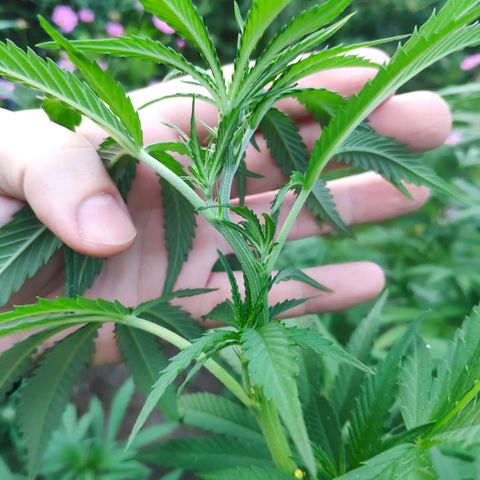 Purple Cookie Kush Sensi Seeds  growlog timeline photo