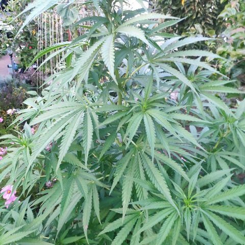Purple Cookie Kush Sensi Seeds  growlog timeline photo