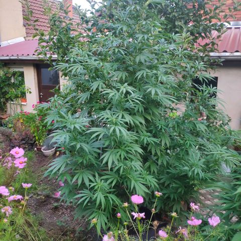 Purple Cookie Kush Sensi Seeds  growlog timeline photo