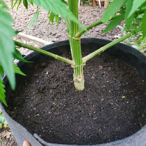 Purple Cookie Kush Sensi Seeds  growlog timeline photo