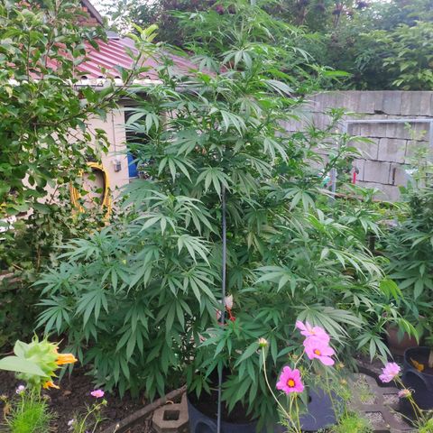 Purple Cookie Kush Sensi Seeds  growlog timeline photo