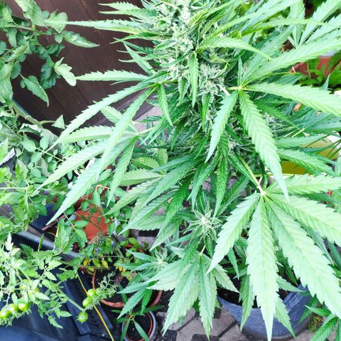 Purple Haze Auto  growlog timeline photo