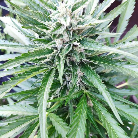 Purple Haze Auto  growlog timeline photo