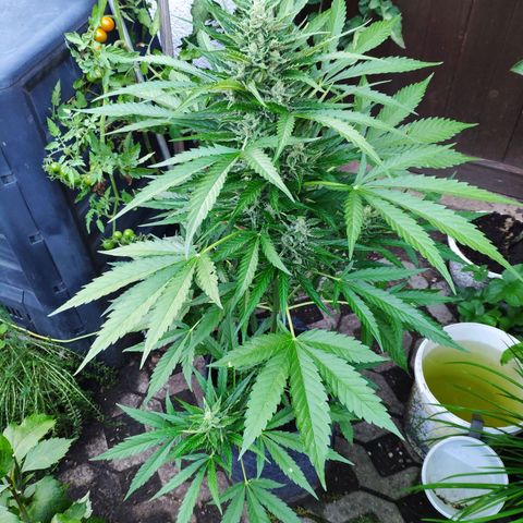 Purple Haze Auto  growlog timeline photo