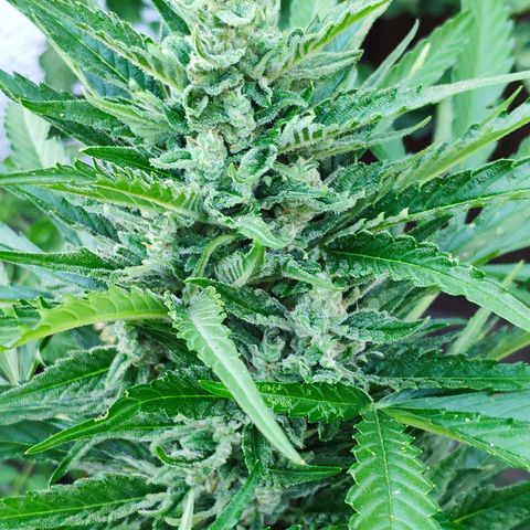 Purple Haze Auto  growlog timeline photo