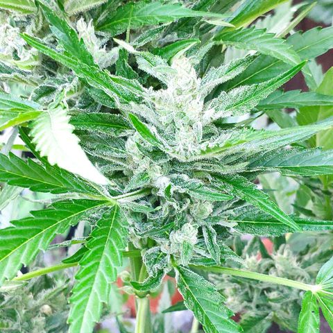 Purple Haze Auto  growlog timeline photo