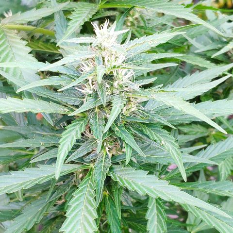 Pineapple Express 2 growlog timeline photo