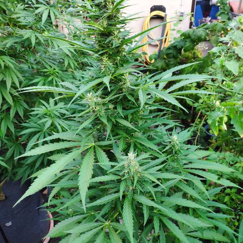 Pineapple Express 2 growlog timeline photo
