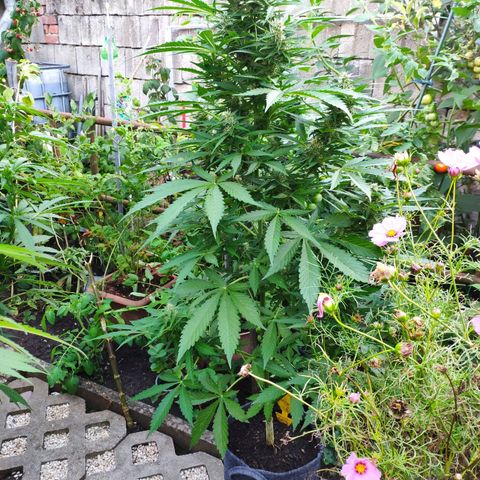 Pineapple Express 2 growlog timeline photo