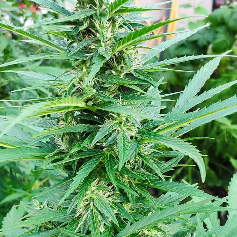 Pineapple Express 2 growlog timeline photo