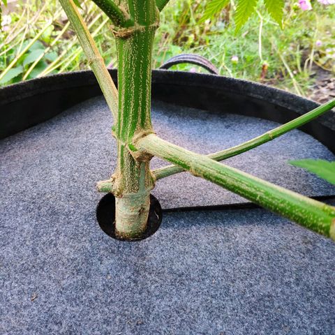 Purple Cookie Kush Sensi Seeds  growlog timeline photo