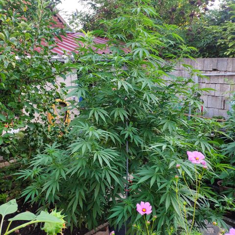 Purple Cookie Kush Sensi Seeds  growlog timeline photo