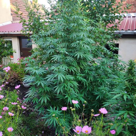 Purple Cookie Kush Sensi Seeds  growlog timeline photo