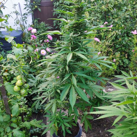 Pineapple Express 2 growlog timeline photo