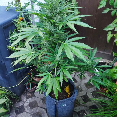 Purple Haze Auto  growlog timeline photo