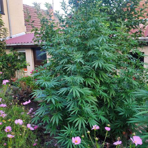 Purple Cookie Kush Sensi Seeds  growlog timeline photo