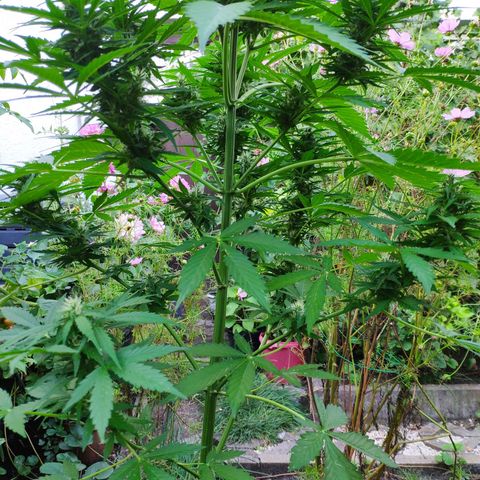 Pineapple Express 2 growlog timeline photo