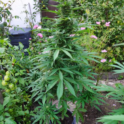 Pineapple Express 2 growlog timeline photo