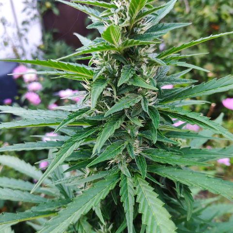 Pineapple Express 2 growlog timeline photo