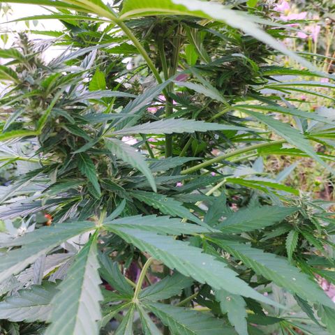 Pineapple Express 2 growlog timeline photo